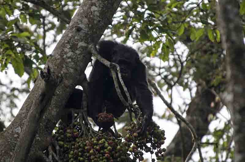 14 - Chimpance - parque nacional de Nyungwe - Ruanda
